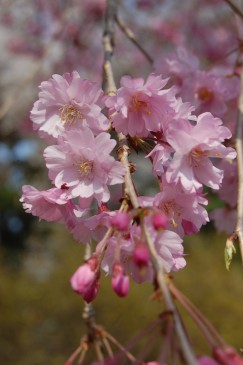 20150402関根さん6