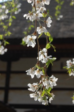 20150402関根さん2