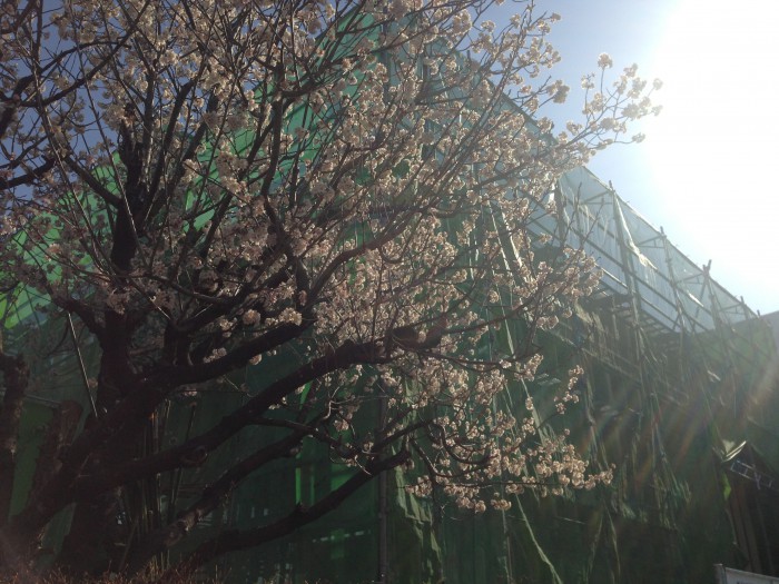 20160322工場の桜 (1)
