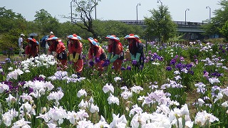 20160604観光協会より花菖蒲3