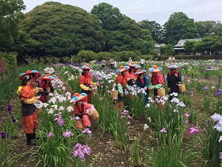 20160604観光協会より花菖蒲2