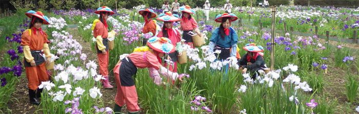 20160604観光協会より花菖蒲1