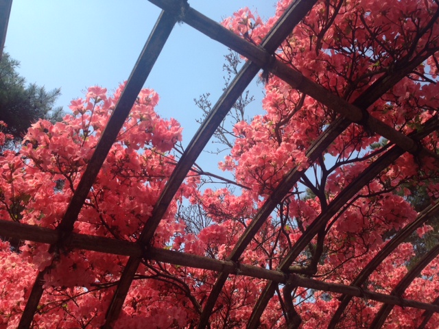 館林 つつじが岡公園(花山公園) ツツジのトンネル