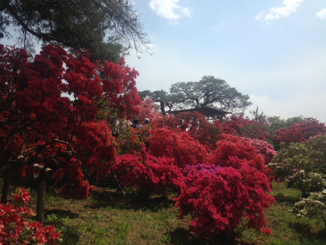 館林 つつじが岡公園(花山公園) 満開のツツジ2