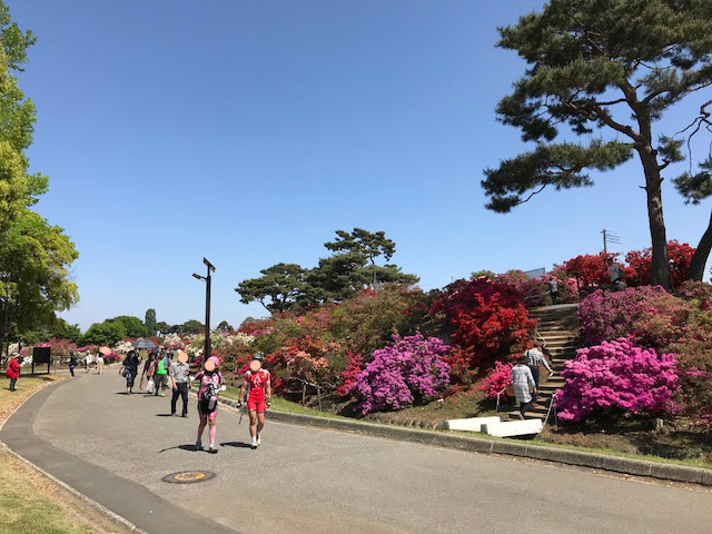 館林 つつじが岡公園(花山公園) 芝生広場のツツジ