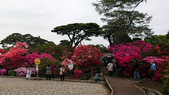 館林 つつじが岡公園(花山公園)のツツジ開花状況2018年4月17日(2)