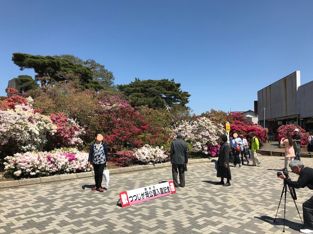 館林 つつじが岡公園(花山公園)のツツジ開花状況2018年4月28日