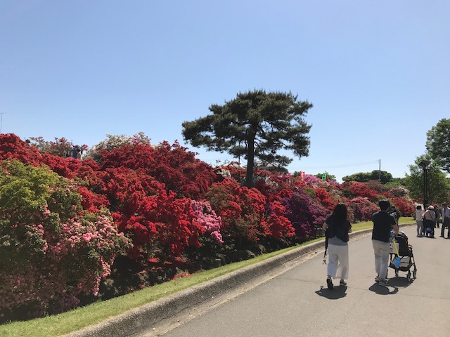 館林 つつじが岡公園(花山公園) ベビーカーや車いすでも移動しやすいコース