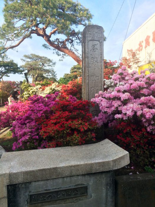 館林 つつじが岡公園(花山公園) ツツジと記念碑