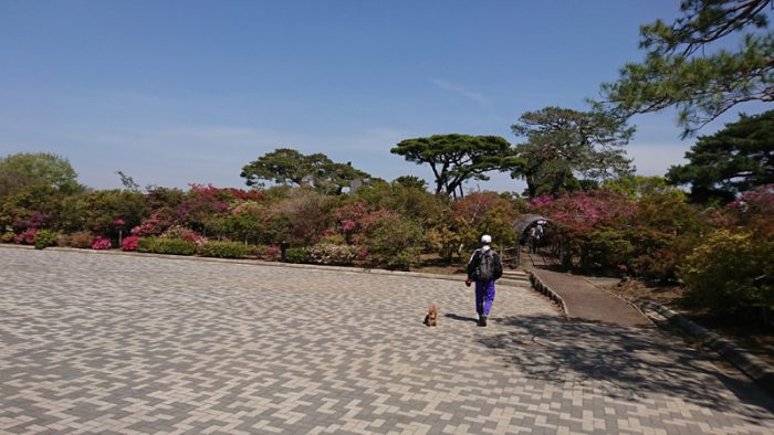 館林 つつじが岡公園(花山公園)のツツジ開花状況2018年4月11日(1)