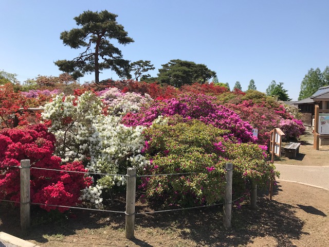 館林 つつじが岡公園(花山公園) 色とりどりのツツジと松