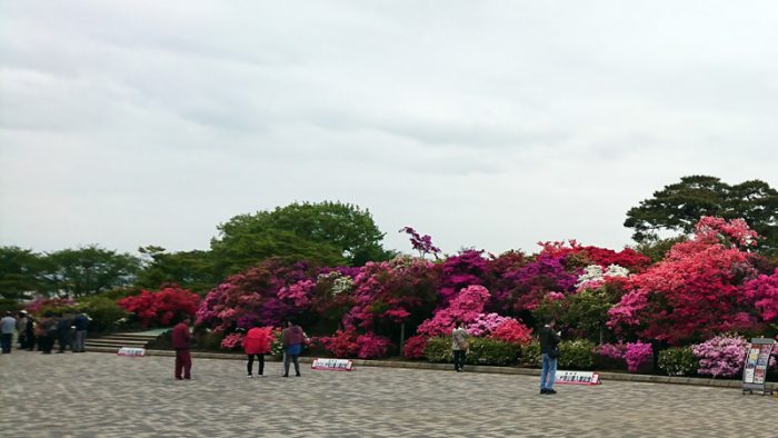 館林 つつじが岡公園(花山公園)のツツジ開花状況2018年4月17日(3)