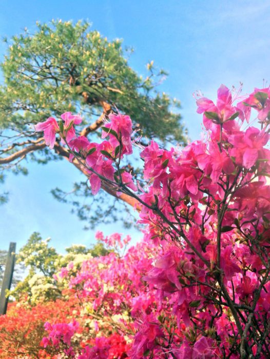 館林 つつじが岡公園(花山公園) ツツジと青空