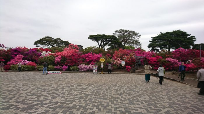 館林 つつじが岡公園(花山公園)のツツジ開花状況2018年4月17日(1)