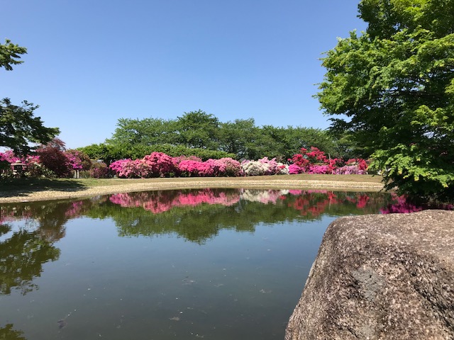 館林 つつじが岡公園(花山公園) 水面に映る逆さツツジ