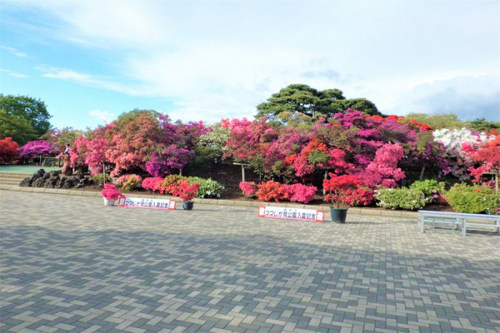 館林 つつじが岡公園(花山公園)のツツジ開花状況 2019年4月28日