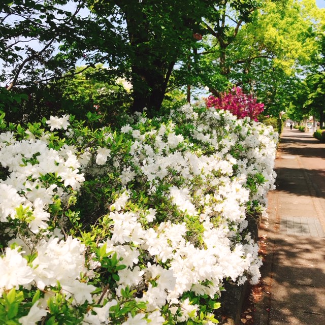 館林 つつじが岡公園(花山公園) 白いツツジ