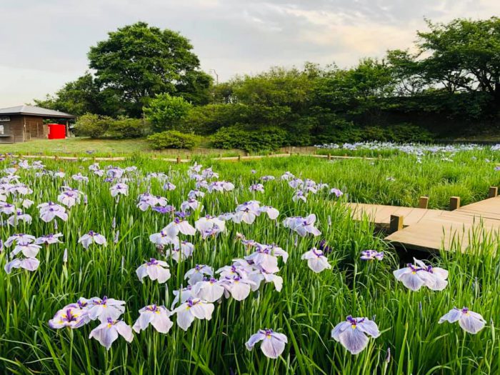 館林 花菖蒲3