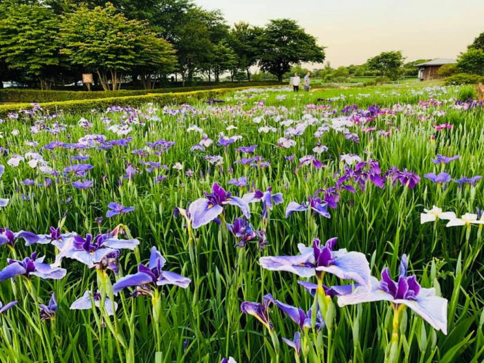 館林 花菖蒲1