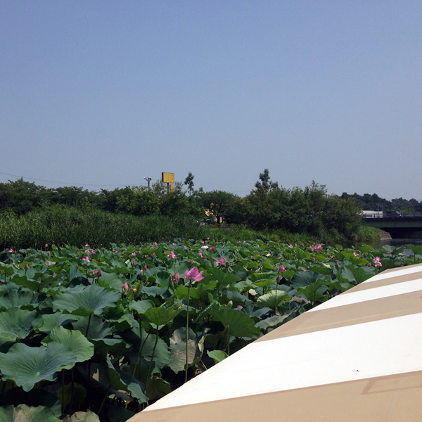 館林 城沼 花ハス 遊覧船