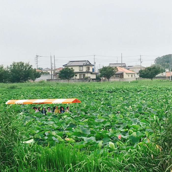 館林 城沼 花ハス アゼリアモール近くの遊歩道から