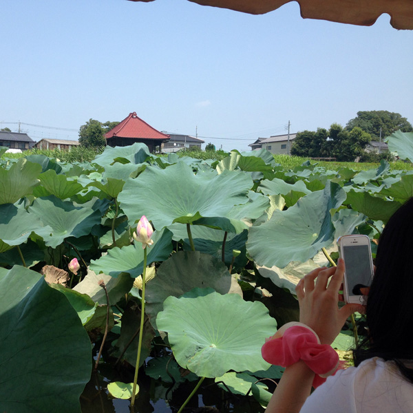 館林 城沼 花ハス 遊覧船