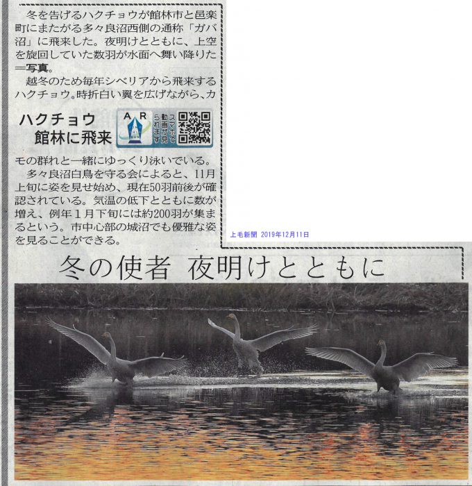 12/11付け上毛新聞 城沼に白鳥飛来