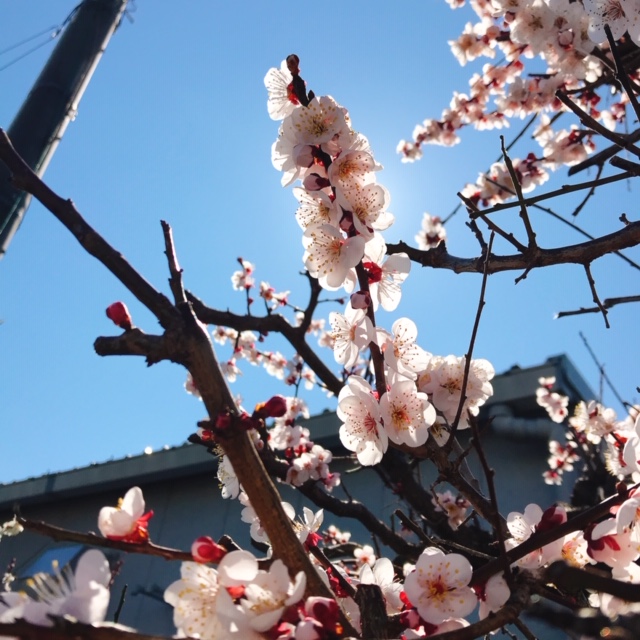 梅の花と青空