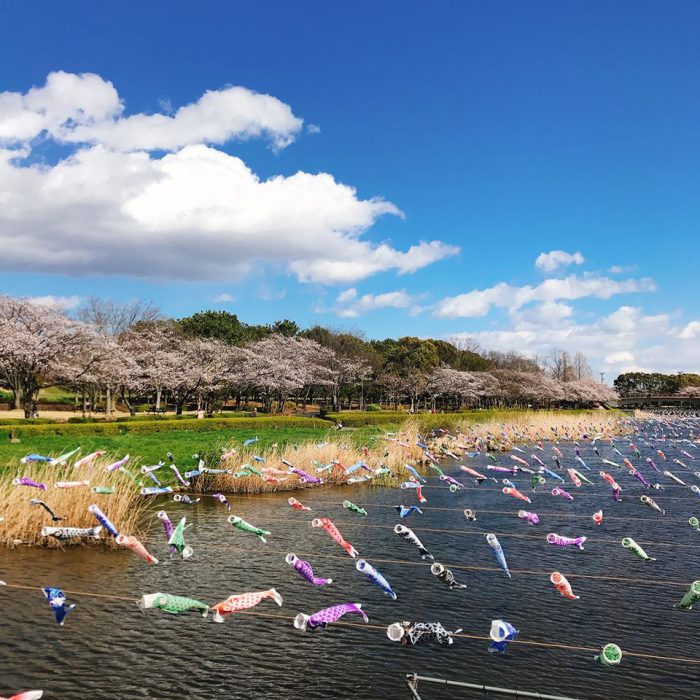 城沼の桜と鯉のぼり