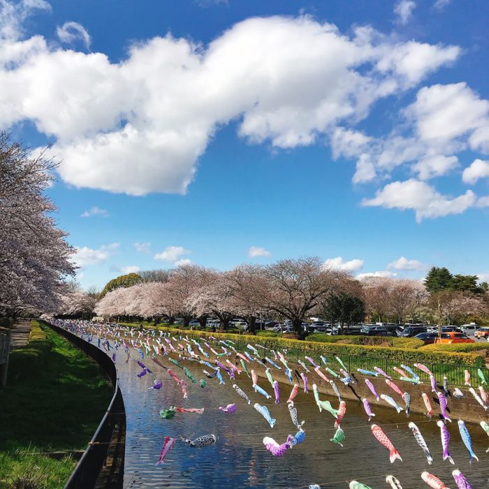 鶴生田川の桜と鯉のぼり