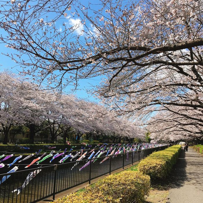 桜と青空