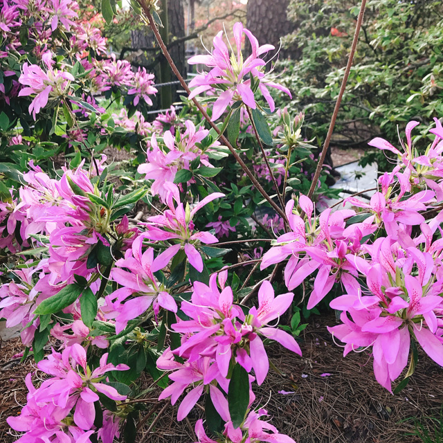 館林つつじが岡公園(花山公園) 花弁が細いツツジ