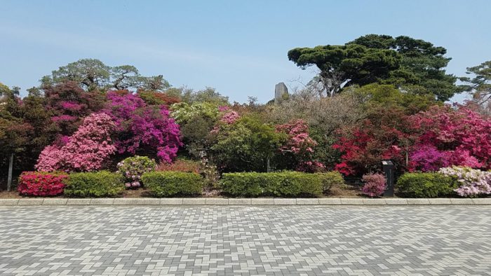 館林 つつじが岡公園(花山公園)のツツジ開花状況2020年04月15日