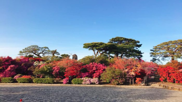 館林 つつじが岡公園(花山公園)のツツジ開花状況2020年04月20日