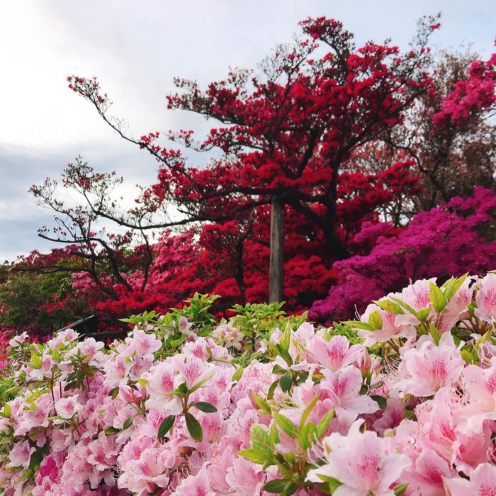 館林 つつじが岡公園(花山公園) 見頃のツツジ2020年04月20日(2)