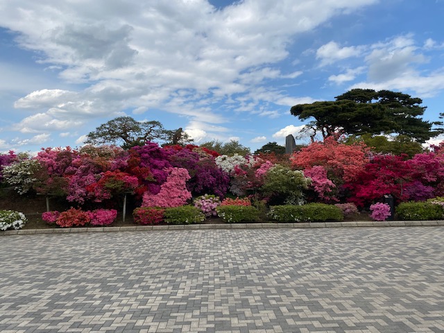 館林つつじが岡公園(花山公園)開花状況2020.04.24(2)