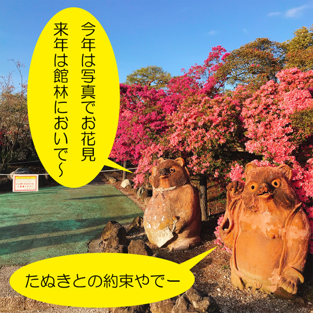 花山公園のたぬき