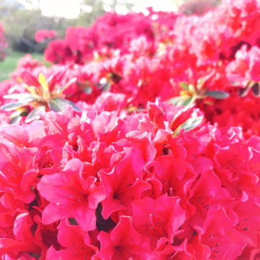 館林つつじが岡公園(花山公園) ツツジ 濃いピンク