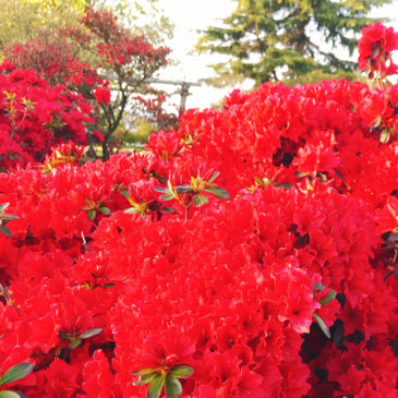 館林つつじが岡公園(花山公園) ツツジ 深紅