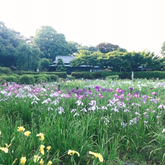 花菖蒲園と旧秋本別邸