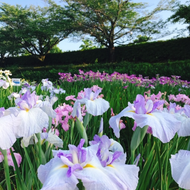 花菖蒲園 尾曳稲荷神社側