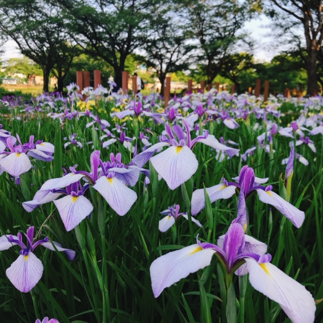 館林 花菖蒲園