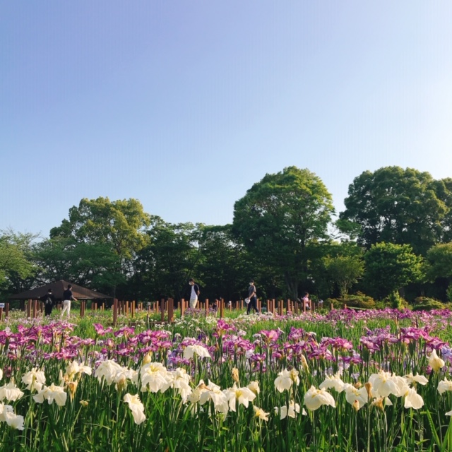 館林 花菖蒲園 遊歩道