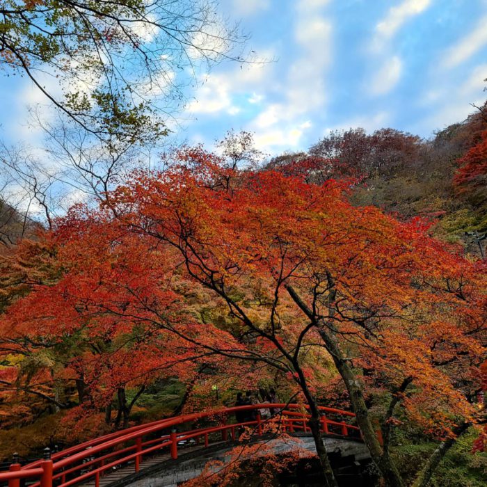 伊香保 河鹿橋の紅葉