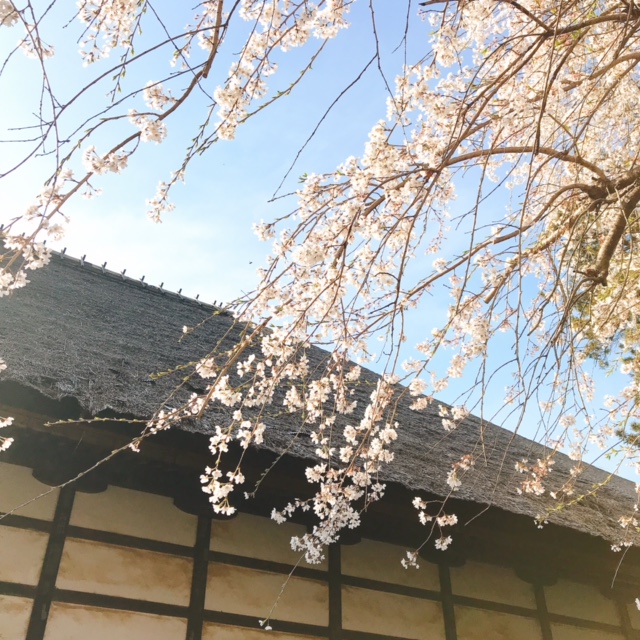 茂林寺 かやぶき屋根としだれ桜