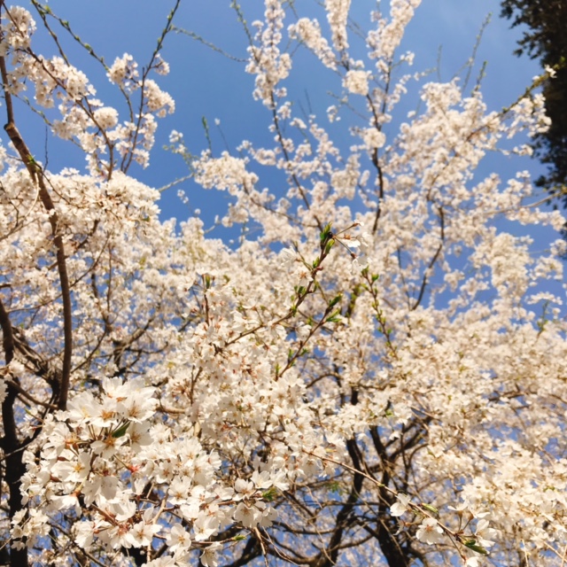 茂林寺 しだれ桜と青空