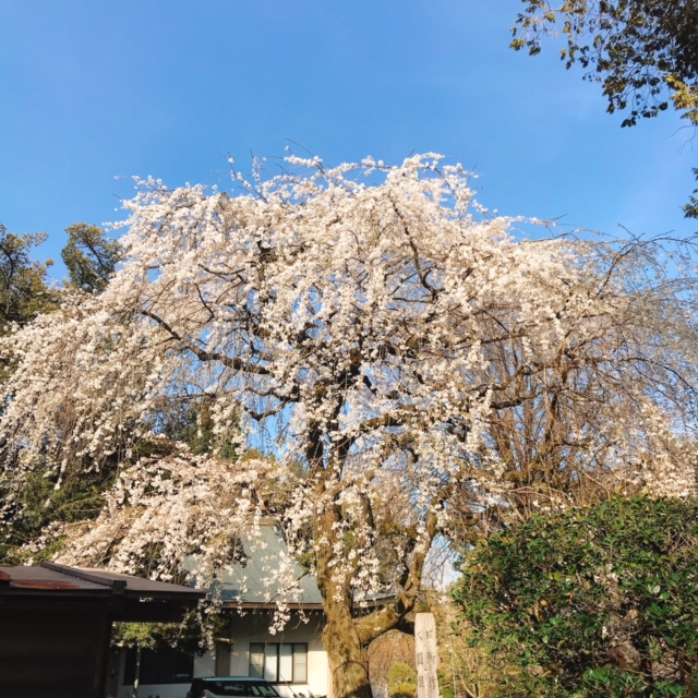 茂林寺 しだれ桜 全体