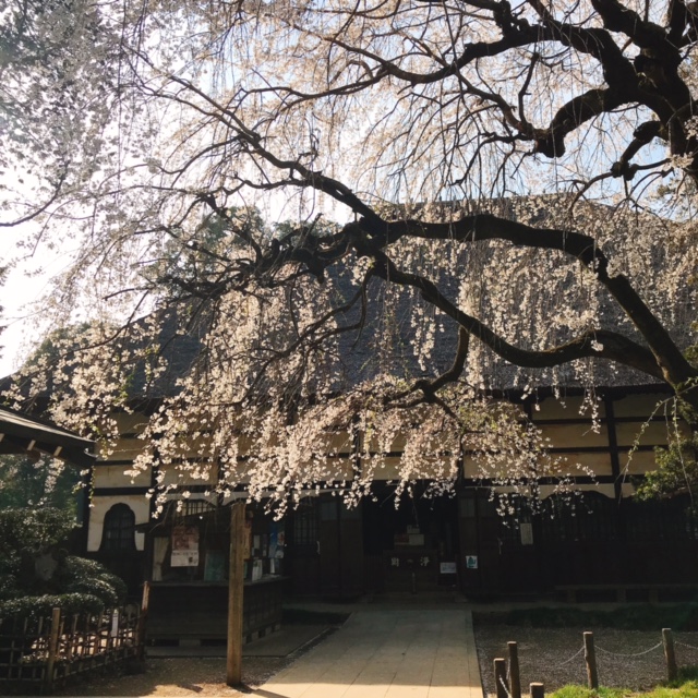 茂林寺 本堂としだれ桜