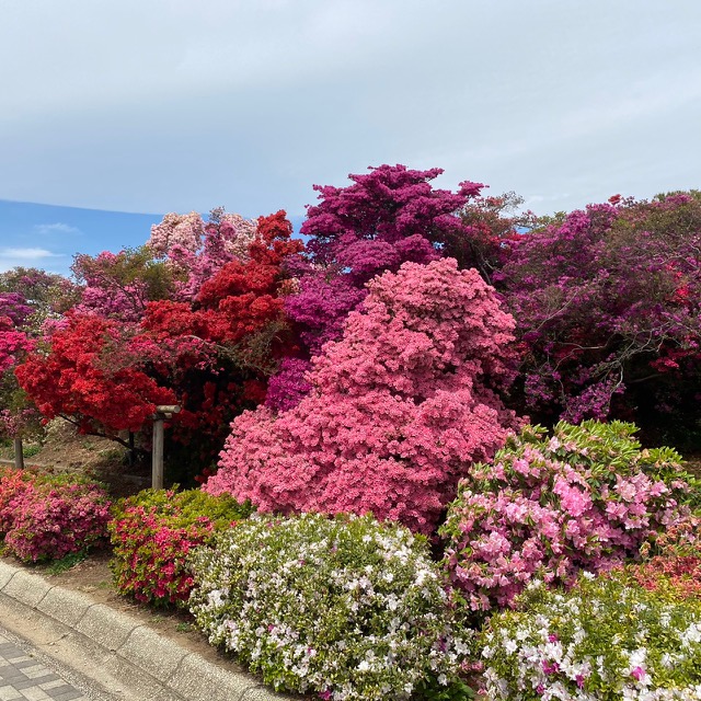 つつじが岡公園(花山公園)開花状況2020.04.22
