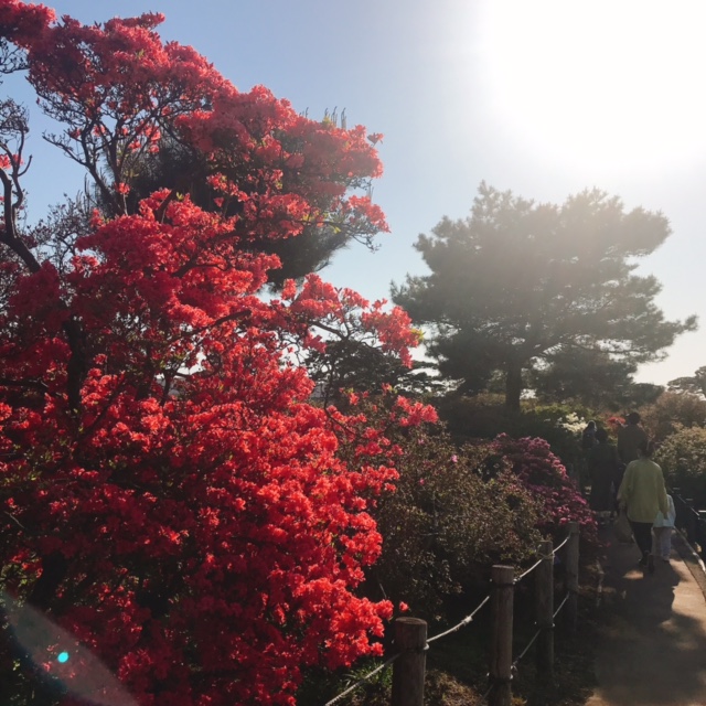 つつじが岡公園のツツジ3